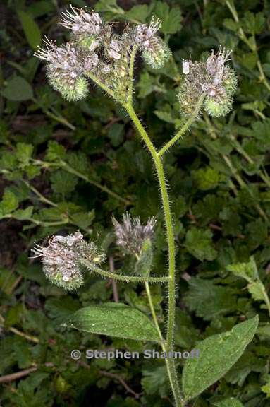 phacelia mutabilis 2 graphic